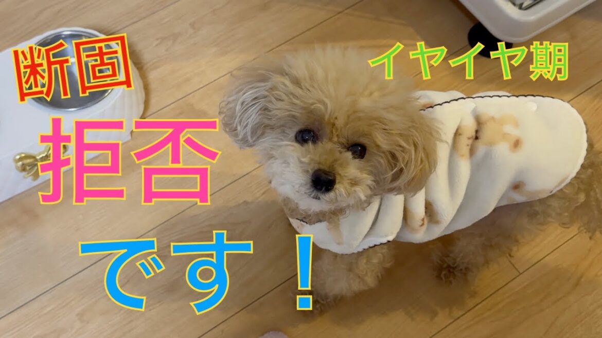 【イヤイヤ期】心臓病トイプードルの食生活はグルテンフリーだった!全部食べたらご褒美がもらえて超ご機嫌 【イヤイヤ期】心臓病トイプードルの食生活はグルテンフリーだった!全部食べたらご褒美がもらえて超ご機嫌