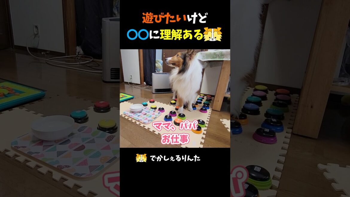 遊びたいけど◯◯に理解あるシェルティ【会話ボタンでしゃべる犬】 #shorts #dog