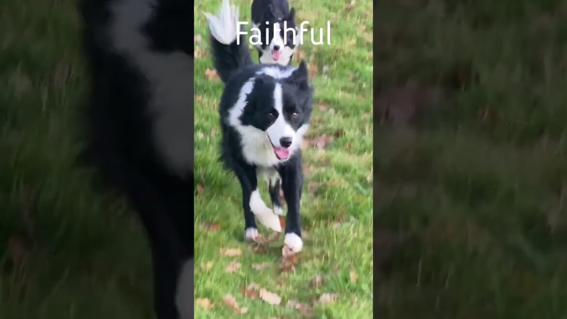 why BORDER COLLIES are the smartest dogs ever  #bordercollie #sheepdog #herdingdog