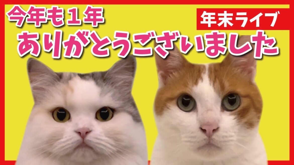 【猫生配信】今年も本当に本当にありがとうございました!【関西弁でしゃべる猫】【猫アテレコ】 【猫生配信】今年も本当に本当にありがとうございました!【関西弁でしゃべる猫】【猫アテレコ】