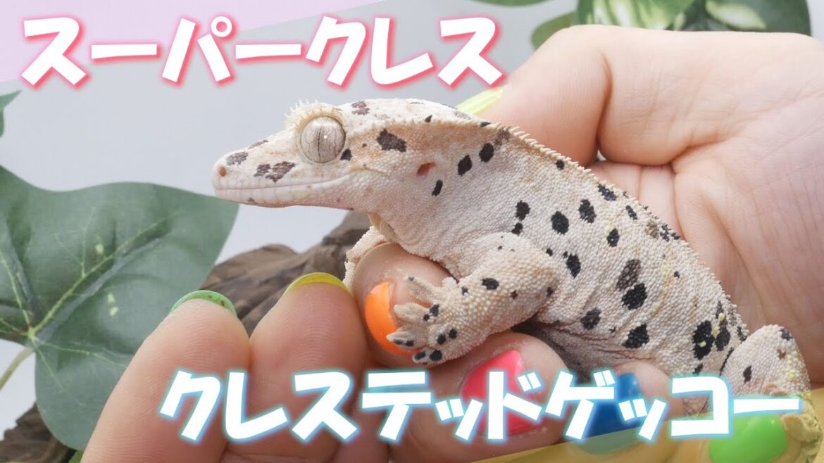伝説の⁈スーパークレステッドゲッコーとは