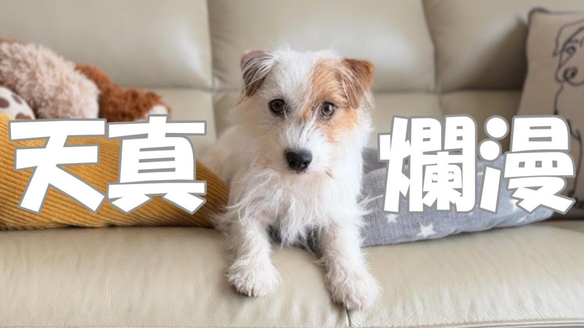 ジャックラッセルテリアって天真爛漫