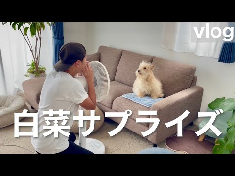 愛犬に白菜サプライズ!可愛い反応はコチラ。レイクランドテリア 愛犬に白菜サプライズ!可愛い反応はコチラ。レイクランドテリア