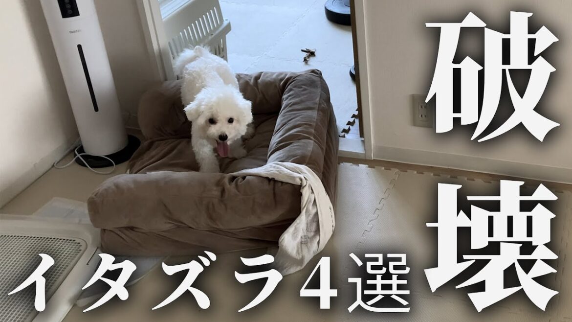 【ビションフリーゼ】犬を飼う前に見てほしい愛犬のイタズラ4選