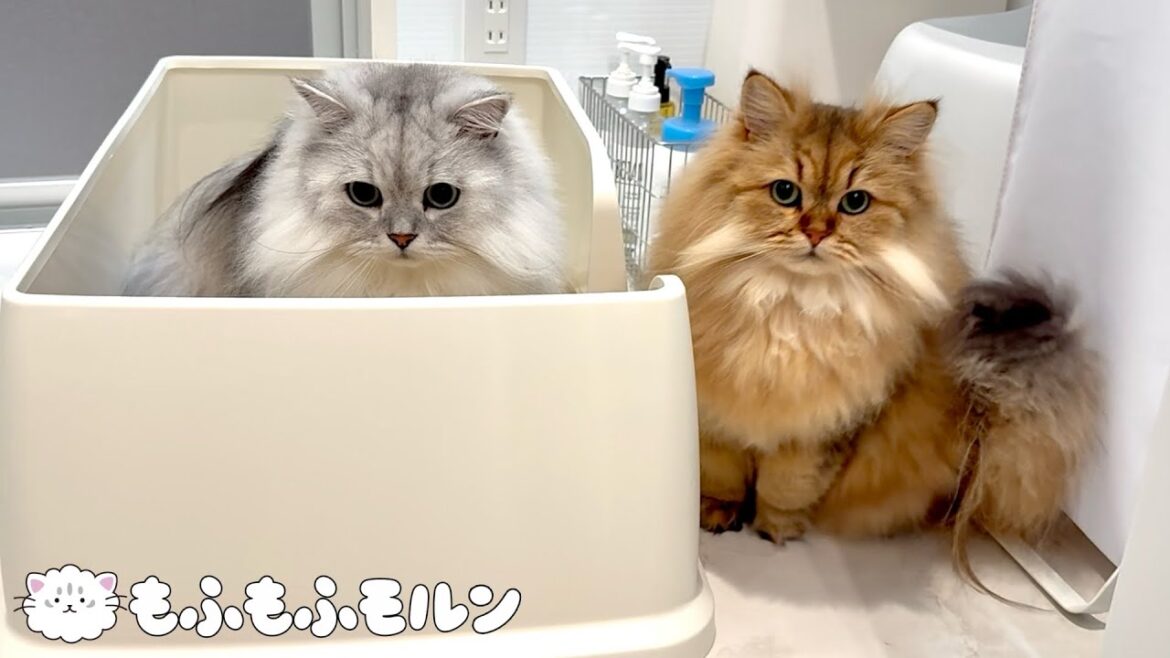 もふもふ猫兄妹の年末大掃除 【サイベリアン】
