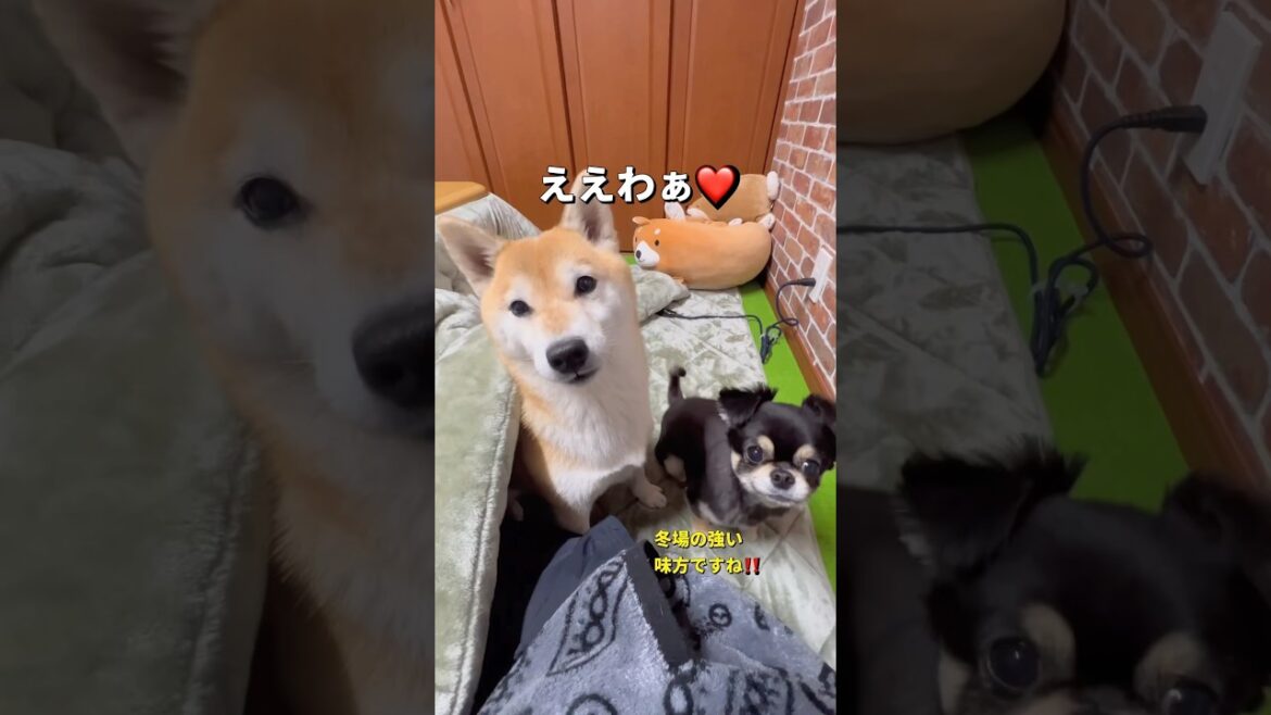 ぬくぬく🐶❤️#柴犬 #チワワ #shorts