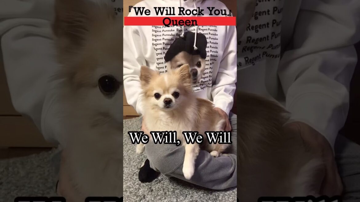 【ぷん助】We Will チワワ #shorts #chihuahua #ロングコートチワワ #queen #wewillrockyou #ぷん助 #犬のいる生活