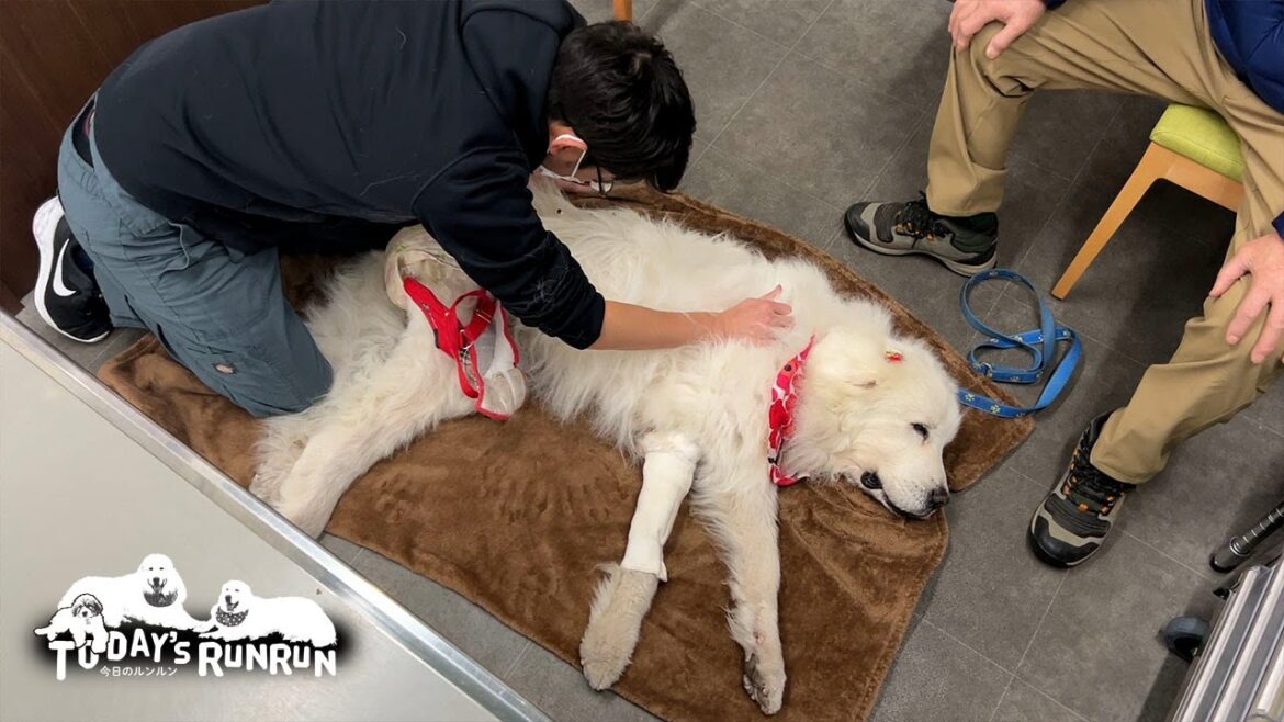 体重UP！鍼灸治療で元気と健康をたくさんチャージしたルンルンです　Great Pyrenees　グレートピレニーズ