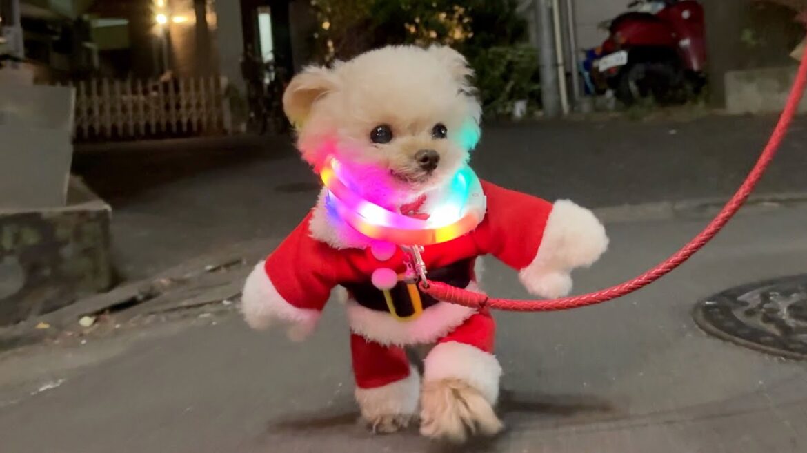 サンタクロースがやってきた♪【トイプードル】