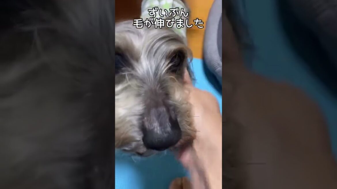 カッコいいね！【ミニチュアダックスワイヤー】