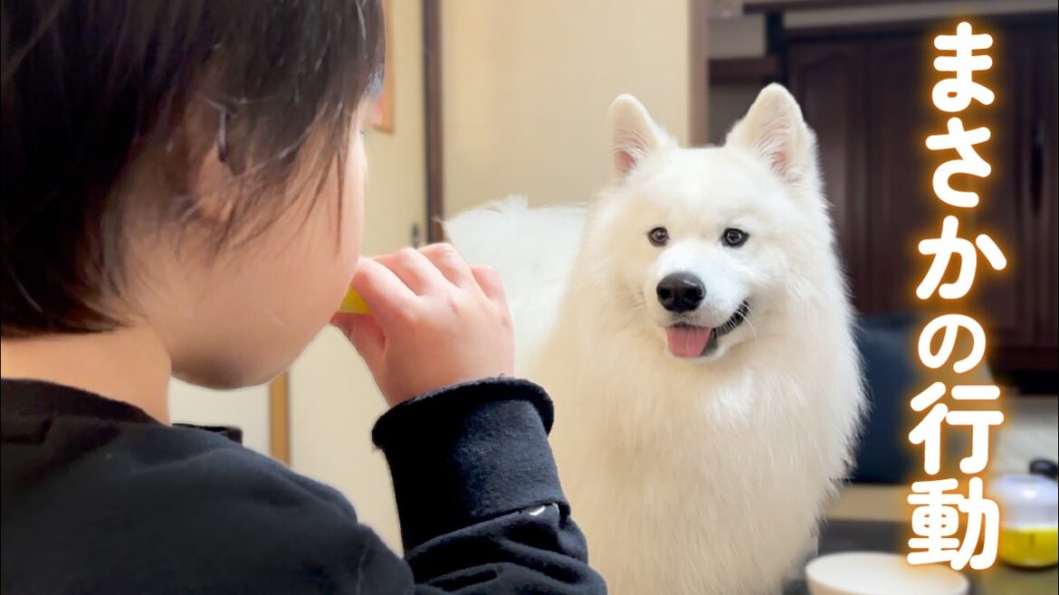 おやつを狙う大型犬と姪っ子がとった行動がまさかすぎました…