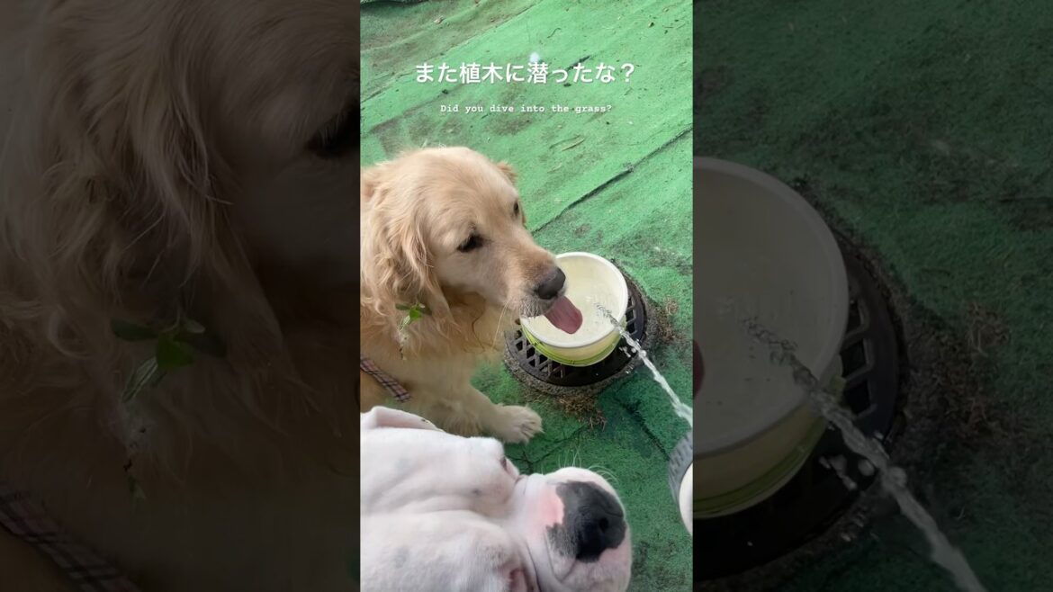 水の勢いがありすぎると飲めないボクサー犬　ゴールデンレトリバー　ボクサー犬
