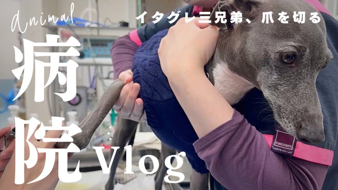 【イタグレ】病院での爪切りに密着！