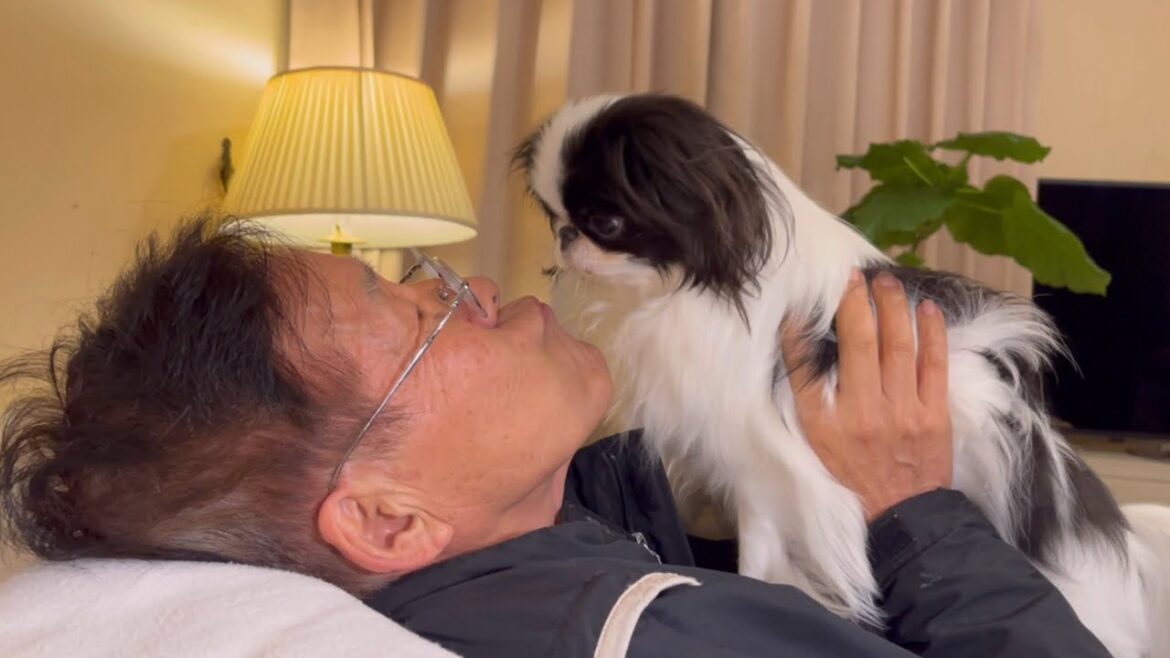 じぃじの熱烈kissを涼しい顔で軽く受け流す犬【日本犬狆(チン)】