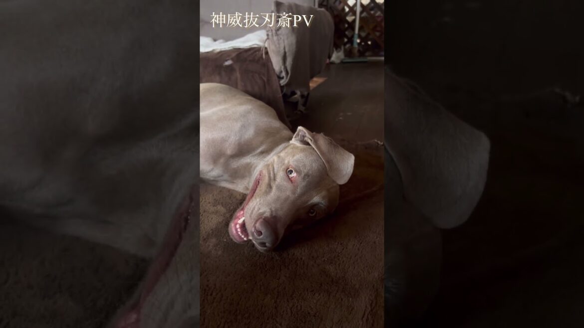 暇な日から『ワイマラナーの素顔』#shorts #ワイマラナー 暇な日から『ワイマラナーの素顔』#shorts #ワイマラナー