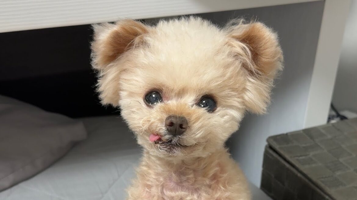 【LIVE】ウールのコートって暖かくないですね・・・【トイプードル】