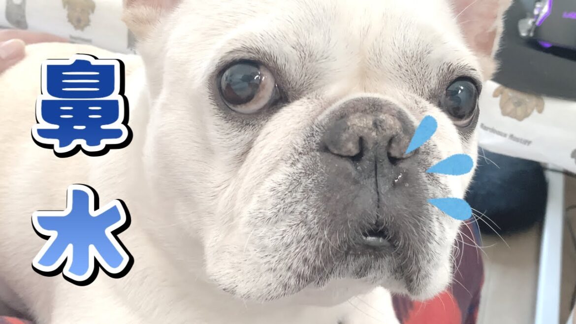 心配性の鼻垂れおじさんｗ【フレンチブルドッグ frenchbulldog】