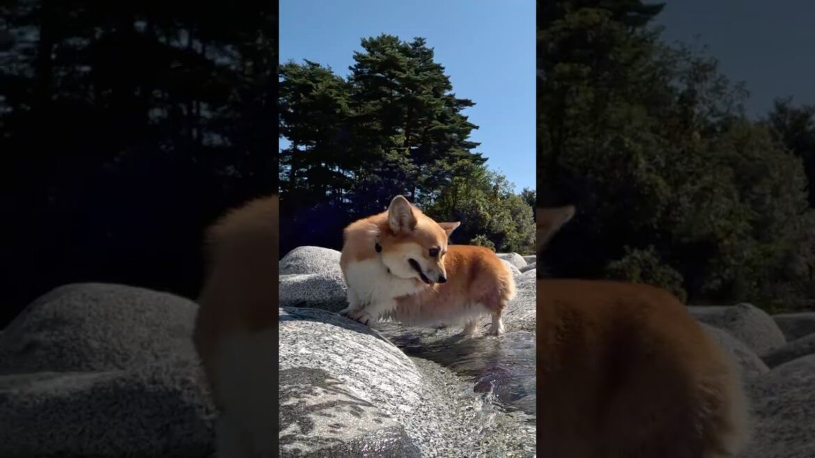 岩を登るのを諦めたコーギー / The corgi gave up trying to climb the rock #コーギー #サクラ #corgi
