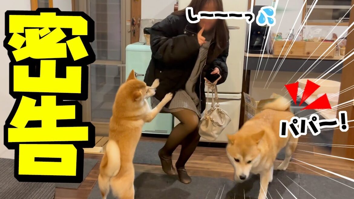 クリスマスイブに娘が深夜にこっそり帰宅するとダッシュでパパにチクリに行く柴犬…ショックでパパが… クリスマスイブに娘が深夜にこっそり帰宅するとダッシュでパパにチクリに行く柴犬…ショックでパパが…