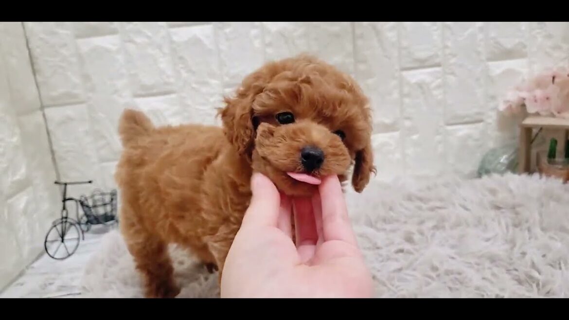 ペットショップ 犬の家 岡山店 「トイプードル」「177989」