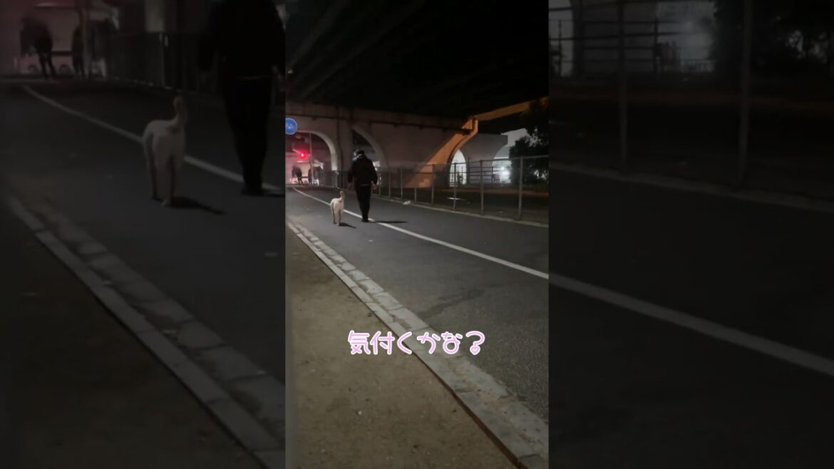 急に母ちゃんが居なくなった？どうする虎丸… #ラブラドールレトリバー #大型犬 #ドッキリ