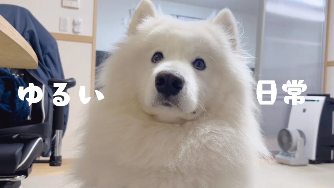 サモエドの1日に密着したら何も起こらなすぎて癒された サモエドの1日に密着したら何も起こらなすぎて癒された