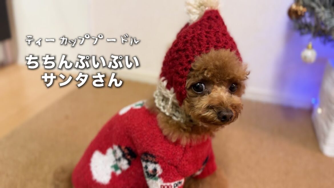 クリスマスっぽいこと全部させられたトイプードル
