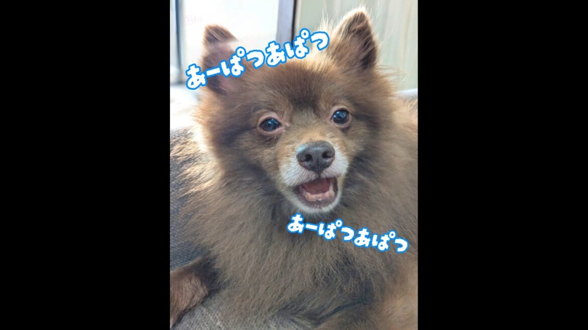 流行りの曲歌ってみた？！あーぱつあぱつ♪ #shorts #歌う犬