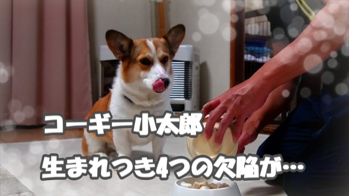 生まれつき体に四つの欠陥があるコーギー小太郎。それでも元気に育って手作りごはんを元気に食べておかわりまでしちゃいます。ほぼ毎日夜七時に更新中！