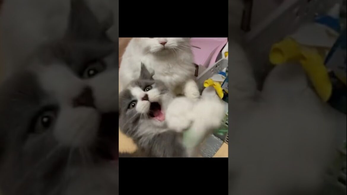 可愛い子猫 ハチワレのスコティッシュフォールド｜猫ブリーダー脱ペットショップ #shorts #子猫