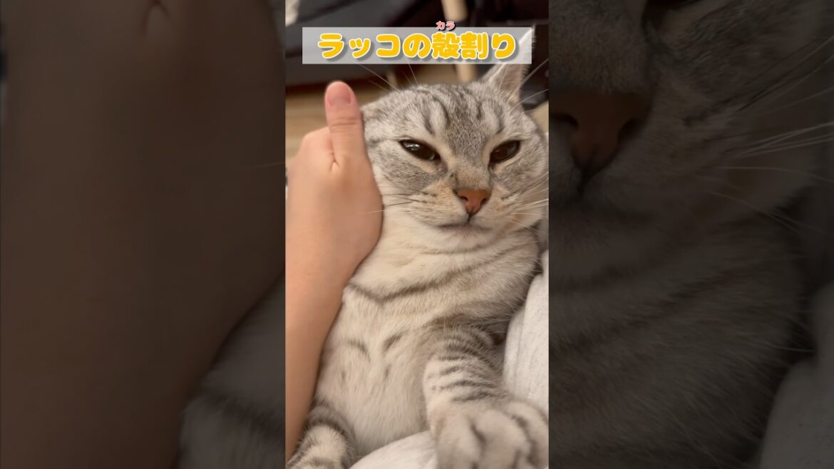 【猫動画】ママ帰宅で始まるラッコの殻割りの歌www #shorts 【猫動画】ママ帰宅で始まるラッコの殻割りの歌www #shorts