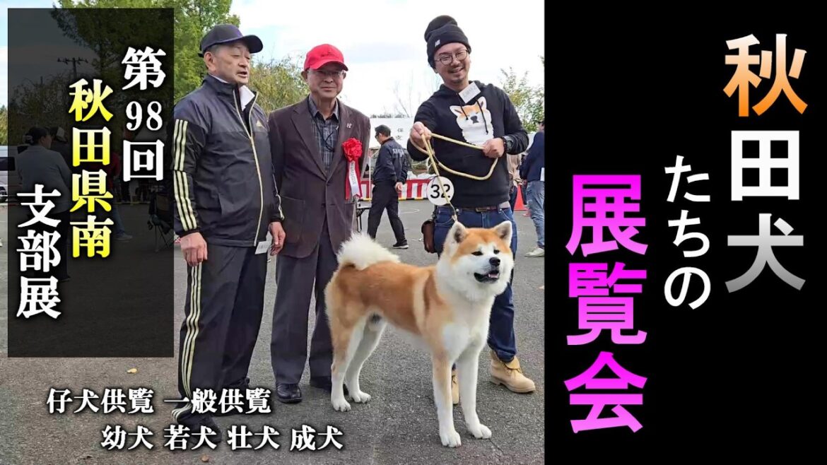 秋田犬 子犬 秋田犬保存会【秋田犬たち】秋田県南支部展覧会編 2024年10月20日(日)撮影 仔犬供覧や福来くん,陸奥くん,蓮ちゃんたちの結果は？ #秋田犬 #秋田犬子犬 #秋田犬保存会