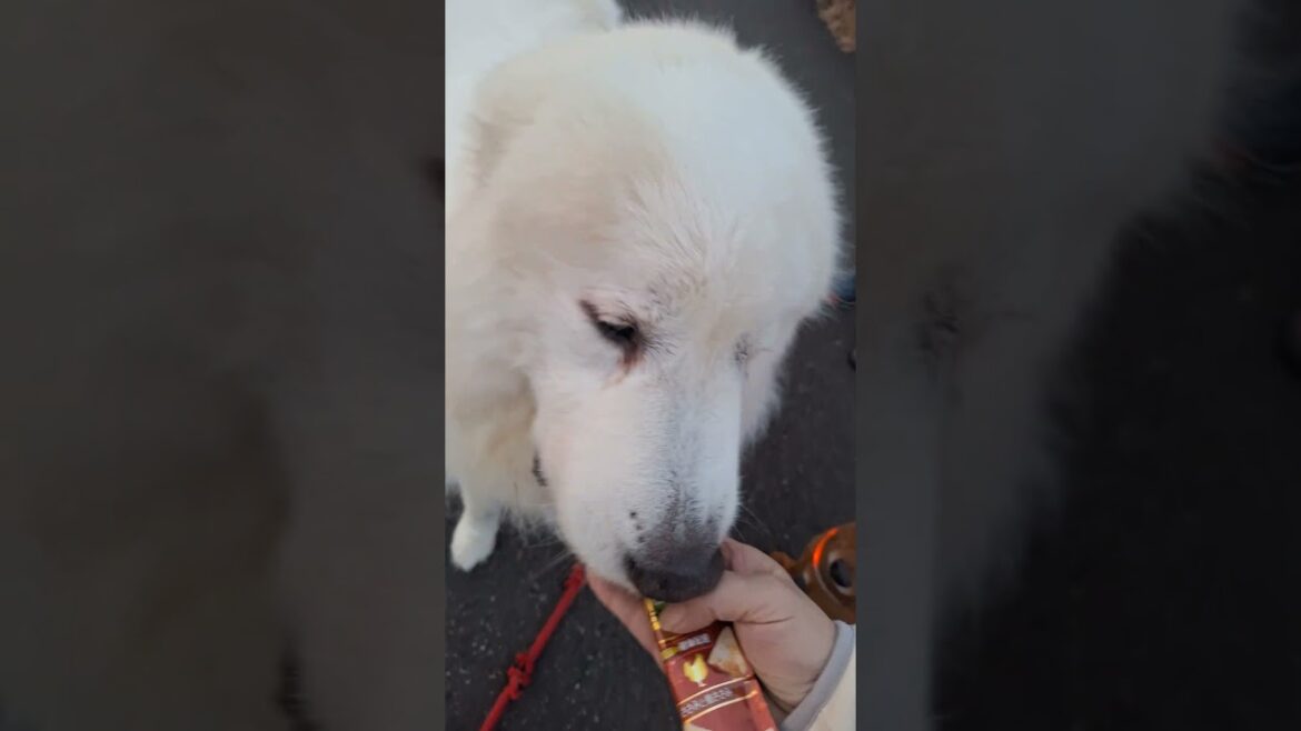 美濃柴犬のゲンちゃんとおやつタイム😊 #グレートピレニーズ #超大型犬 #レン #レンと遊ぼう #Shorts