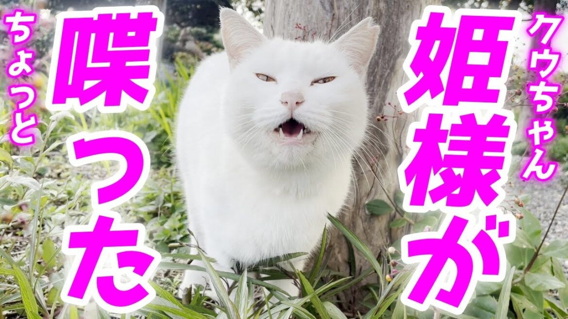 庭子猫ちゃんがママにもちょっとだけお喋りしてくれた…笑[三毛母猫の子猫]