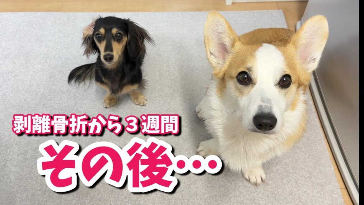 剥離骨折からのその後…日常が戻ってきました♪【2匹と一人暮らし】コーギー・ダックス