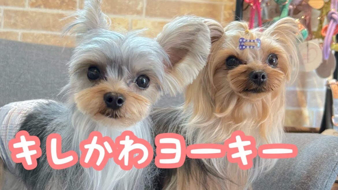 かわいいヨークシャーテリアのトリミング✂︎（ベルちゃん）（ニアくん）