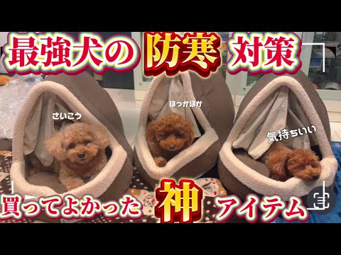 【愛犬の防寒対策】お留守番もこれで安心‼️カーテン付きかまくらベットでぬくぬく 寒い冬もあったか過ごせる最高の寒さ対策ベット【トイプードル】 【愛犬の防寒対策】お留守番もこれで安心‼️カーテン付きかまくらベットでぬくぬく 寒い冬もあったか過ごせる最高の寒さ対策ベット【トイプードル】