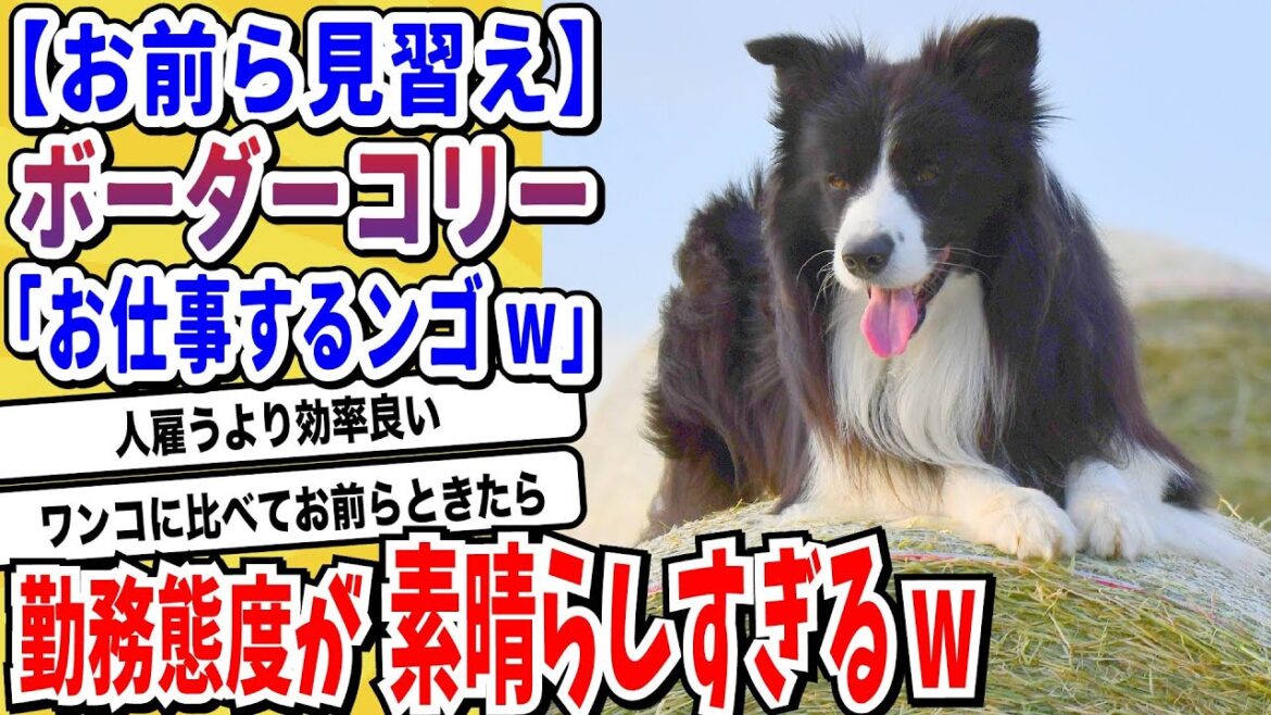 【2ch動物スレ】ボーダーコリーとかいう頭脳S速さA性格Aの神に愛された犬種→仕事ぶりが凄まじすぎると話題にwwwww【なんj/にちゃん 面白いスレ】