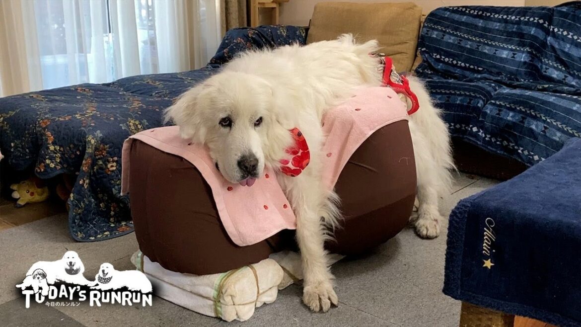 早くして!ご飯が待ちきれなくてワンワン催促するルンルンです Great Pyrenees グレートピレニーズ 早くして!ご飯が待ちきれなくてワンワン催促するルンルンです Great Pyrenees グレートピレニーズ