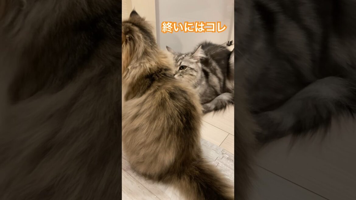 主役は誰だ？ #ラガマフィン #cat #猫 #猫のいる暮らし #catlover #catshorts #cats