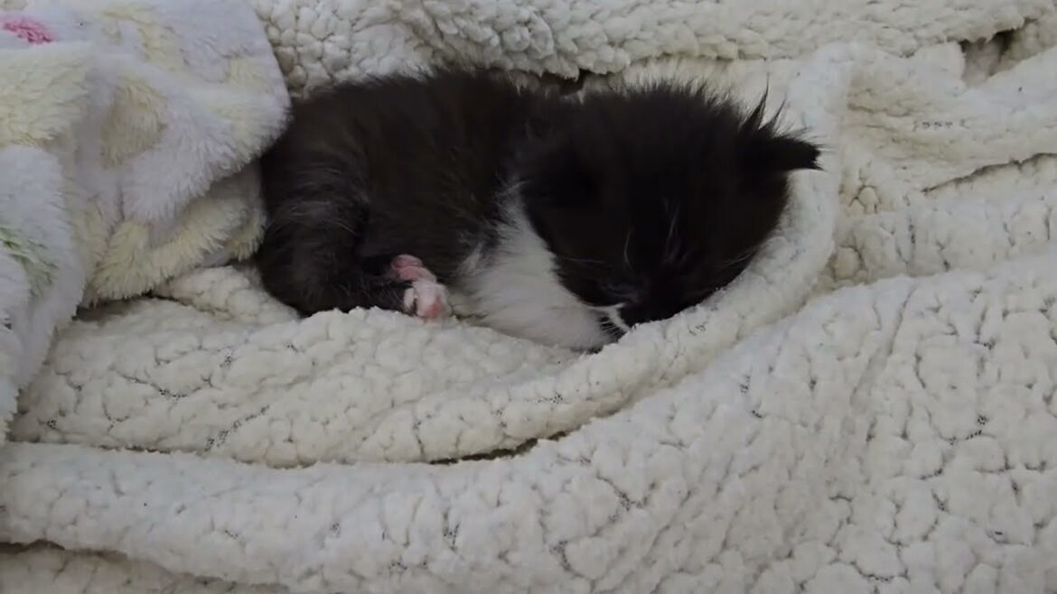 Tiny, Fluffy Foster Kitten had a very long day.