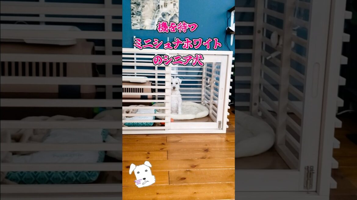 機を待つミニシュナホワイトのシニア犬 #shorts #ミニチュアシュナウザー #ミニシュナホワイト #シニア犬 #miniatureschnauzer