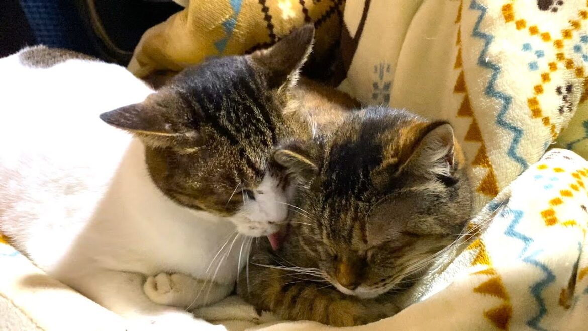 もん吉を失ってひとりぼっちだった保護猫の幸子に仲間が出来た日