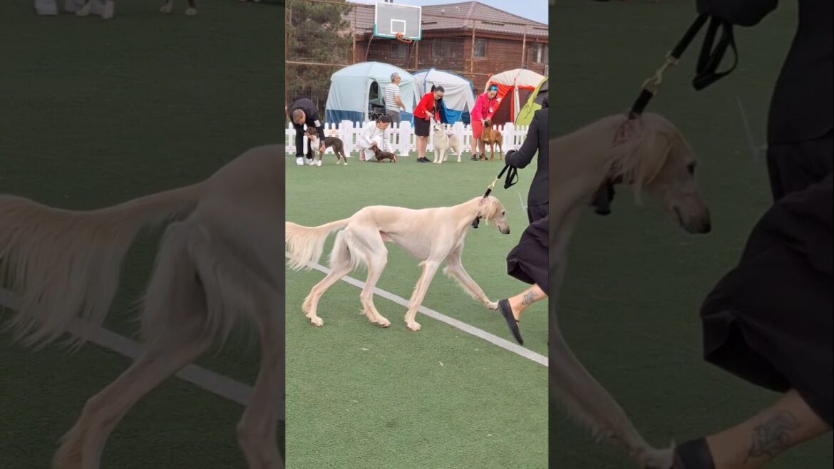 EXPOZITIE CANINA 2️⃣0️⃣2️⃣4️⃣ LA VALEA IAZURILOR CALARASI | CAC SI C.A.C.I.B | SALUKI OGARUL PERSAN