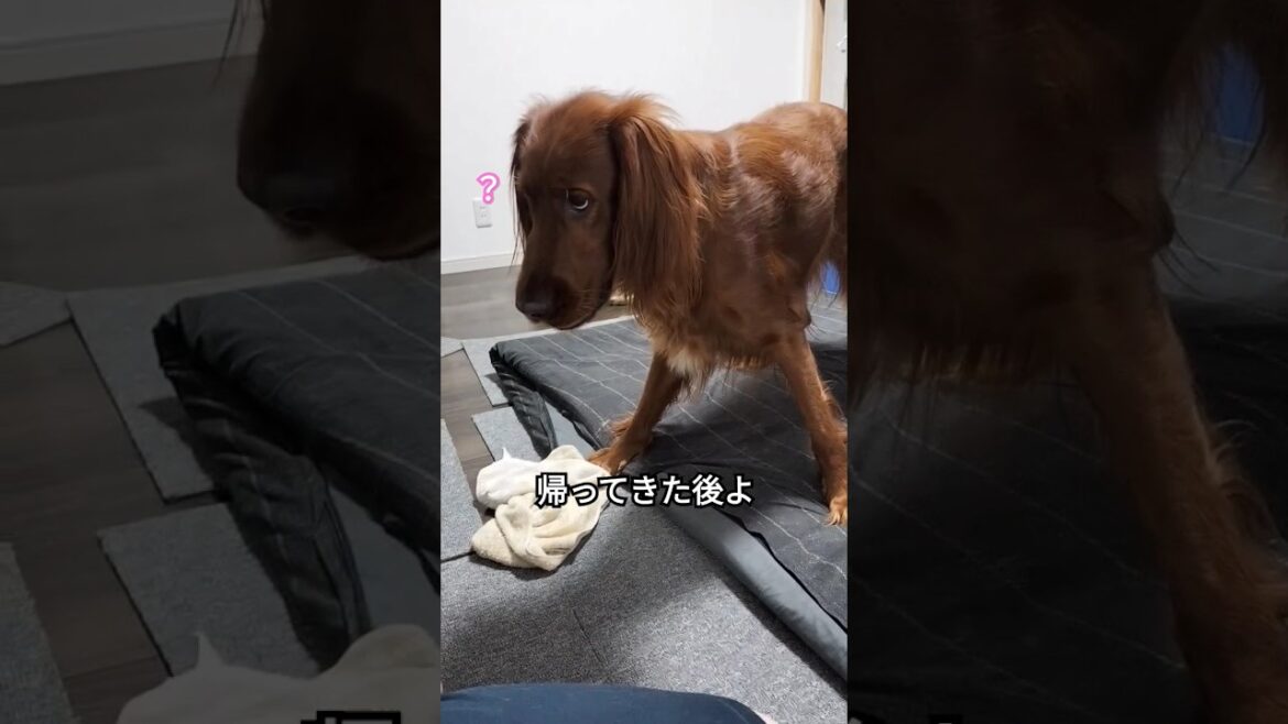 究極の選択 #ペット #dog #大型犬 #犬のいる暮らし #irish #irishsetter #アイリッシュセッター