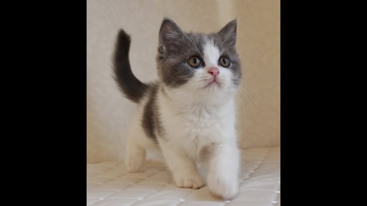 ブリティッシュショートヘアー子猫　British Shorthair　2024.10.18産まれ　ブルー&ホワイト　男の子　シーダキャット猫のお店