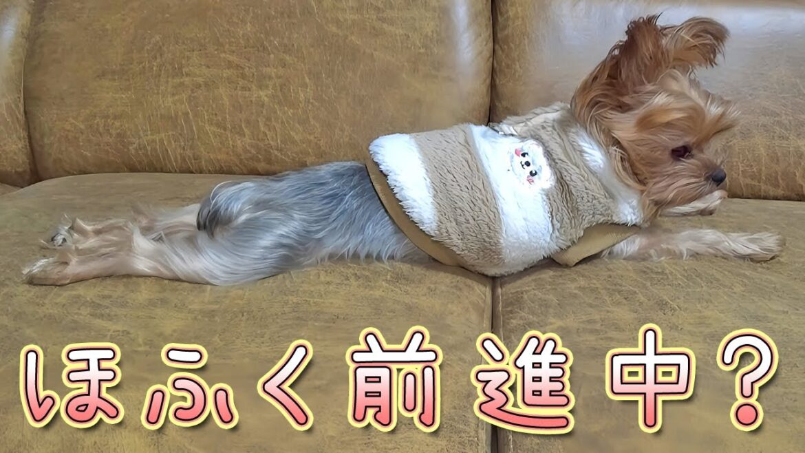【ヨークシャテリア】まるでほふく前進⁈【Yorkshire Terrier】