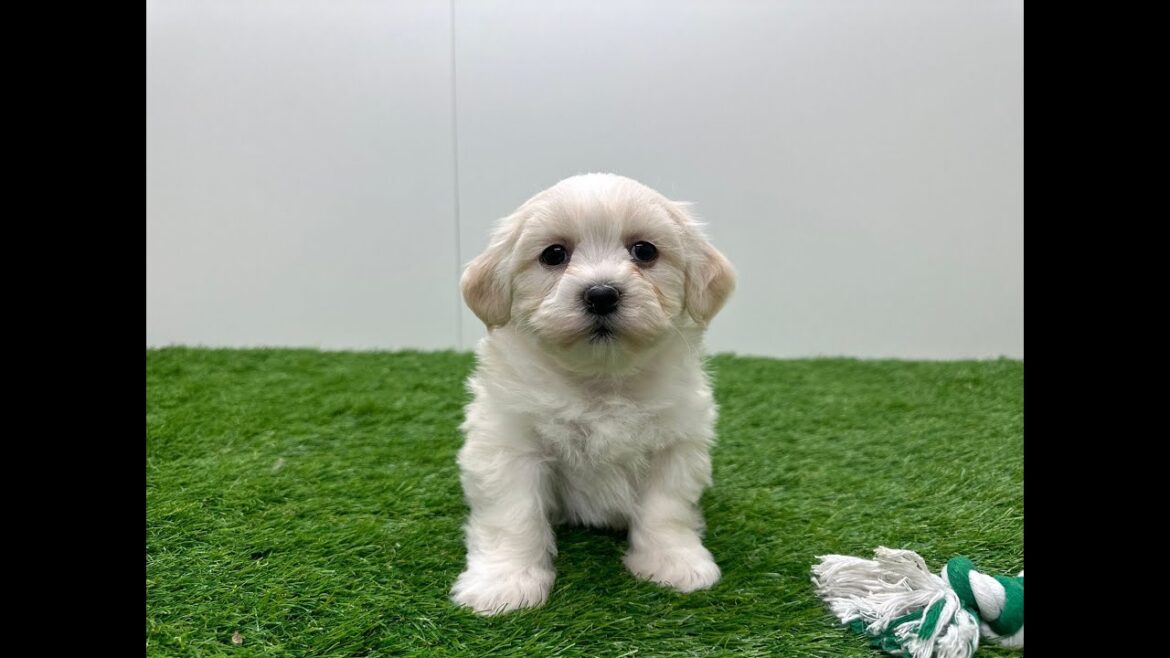 🐶 Lhasa Apso 🐶 reu 🐶 PUP ID 010670174 🐶