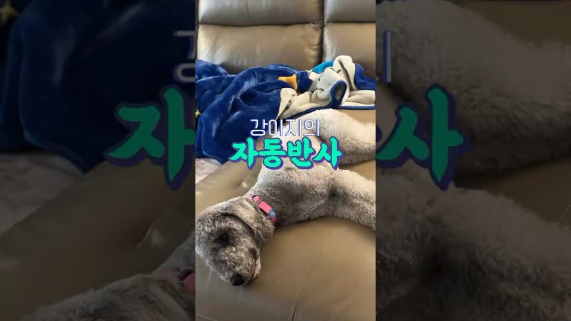 강아지의 자동반사 다리 들기