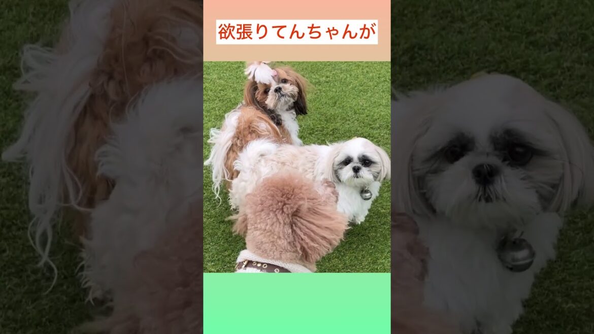 ♦︎独り占めするてんちゃん💦 💜シーズーてんちゃん日記 4歳】#shorts#シーズー#Shih Ztu#シーズーてんちゃん日記#てん#らん#dog #Cute #可愛い#わんこ#おもちゃ#カフェ ♦︎独り占めするてんちゃん💦 💜シーズーてんちゃん日記 4歳】#shorts#シーズー#Shih Ztu#シーズーてんちゃん日記#てん#らん#dog #Cute #可愛い#わんこ#おもちゃ#カフェ